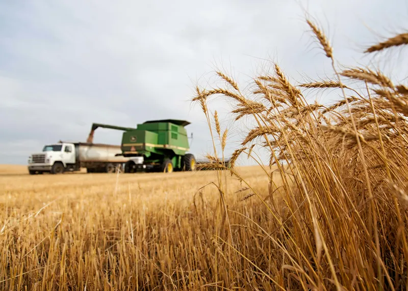 Combine harvester loading wheat for bulk delivery