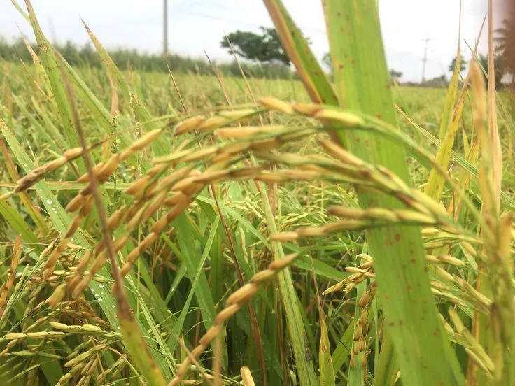 Paddy crop ready for bulk procurement